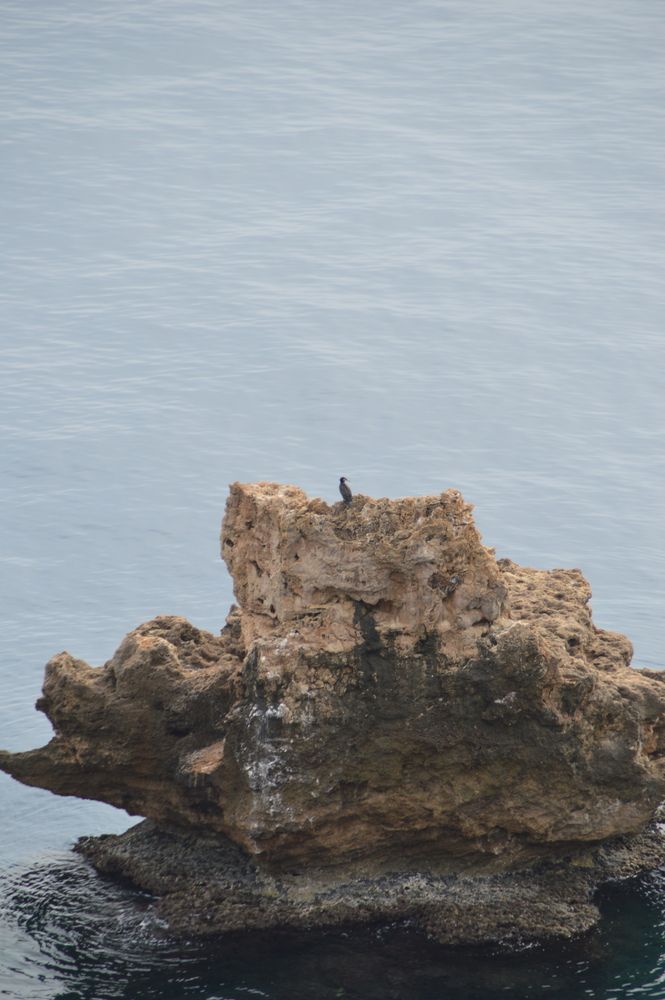 Lonely bird. Antalya