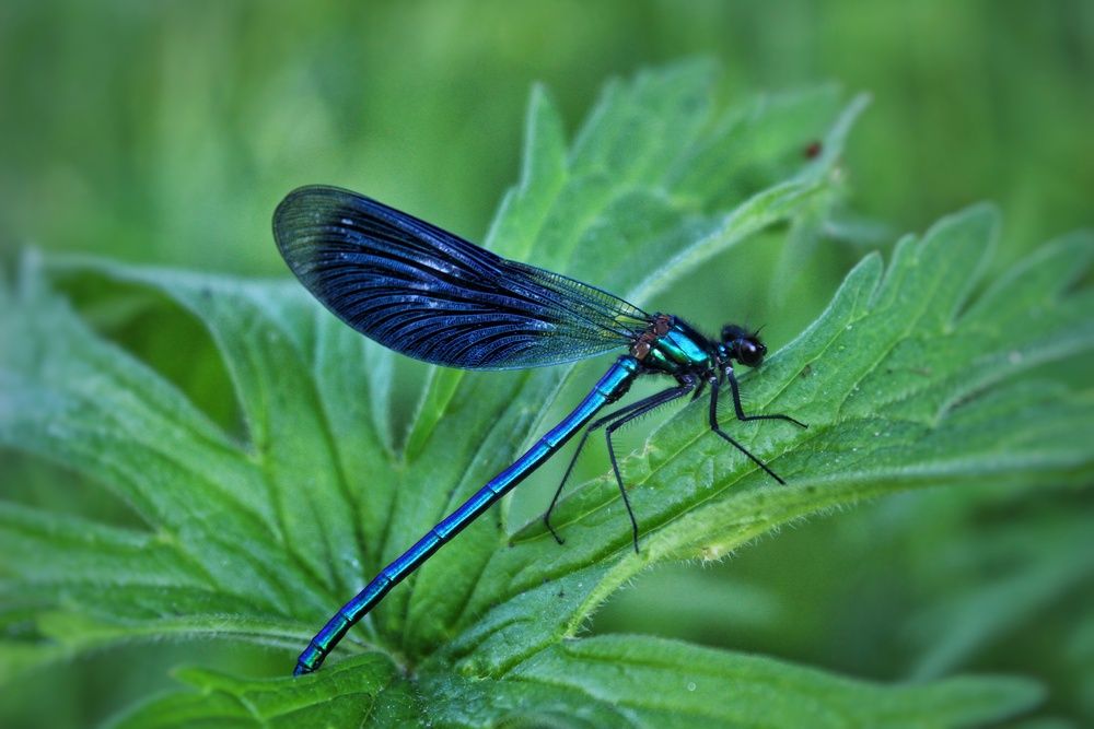 Фотография автора Тамара Караваева