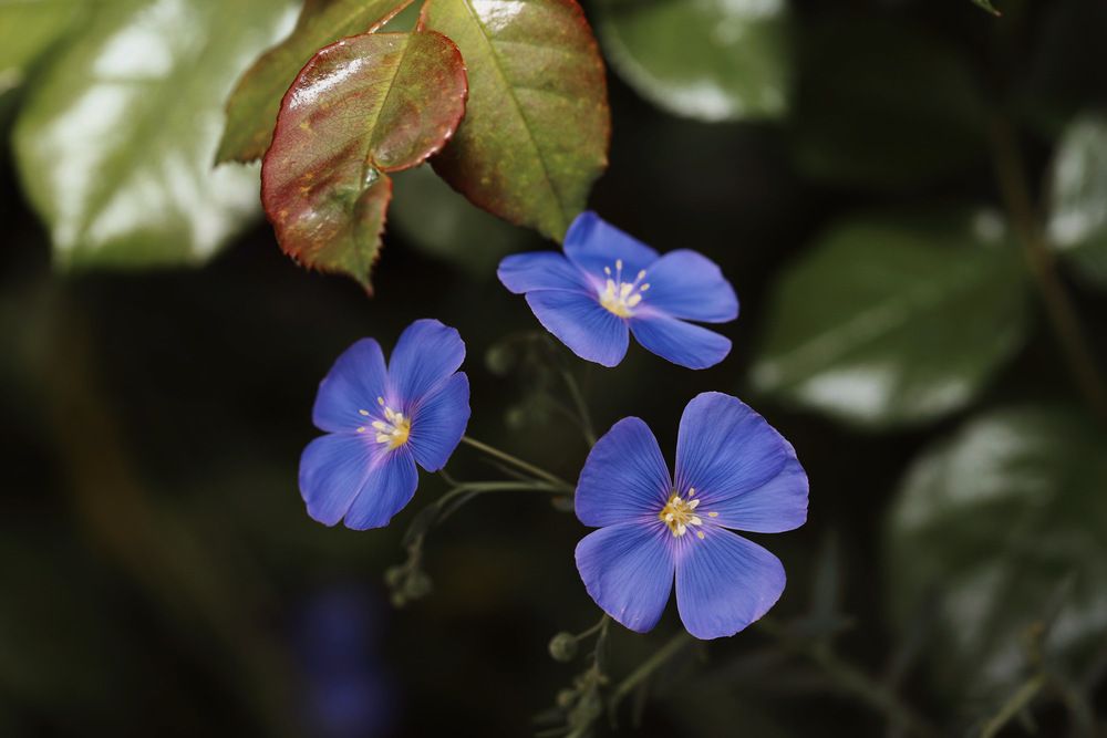 Лен и листья роз.