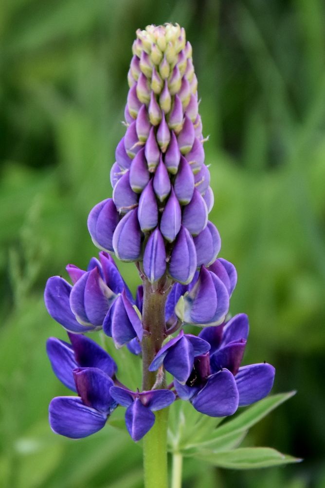 Photograph by Dimon Grinih