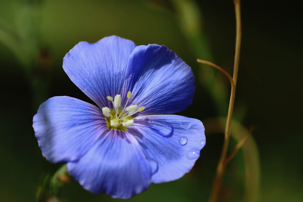 Лен после полива.