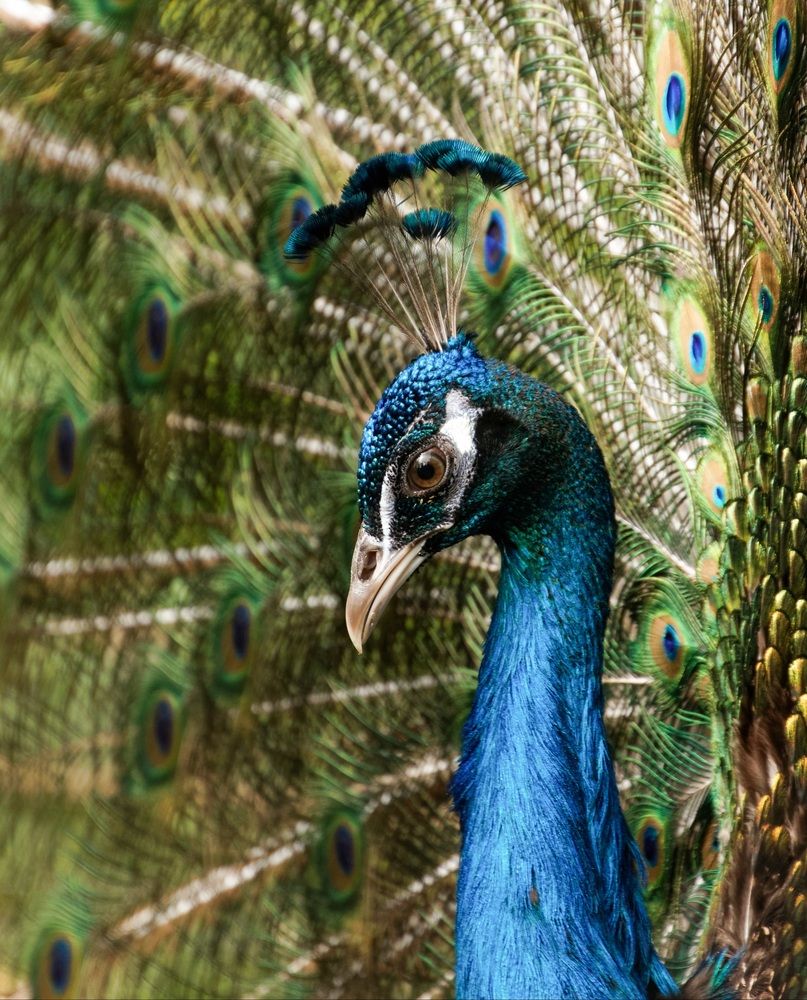 Photograph by Валентина Куренкова