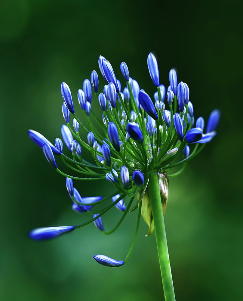 Photograph by Raed Victor Saad