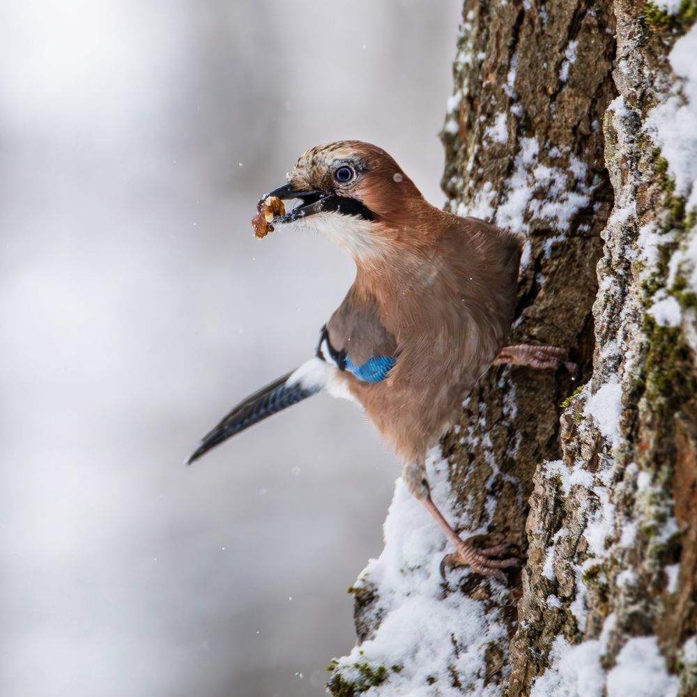 Сойка и орех.