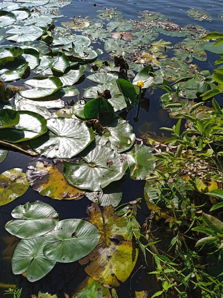 Photograph by Светлана