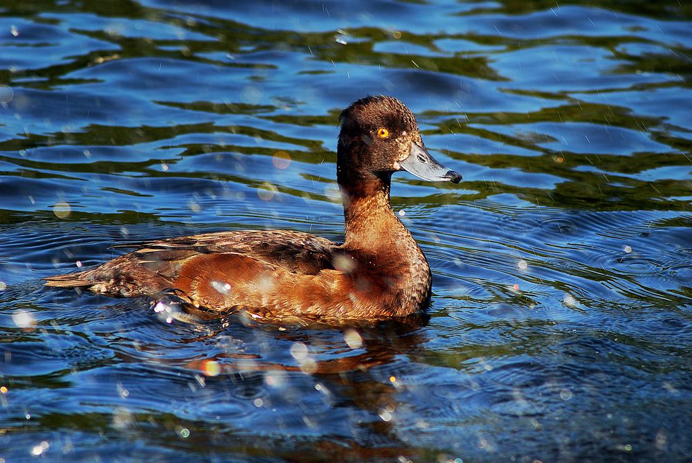 Фотография автора Анна Гаврилова