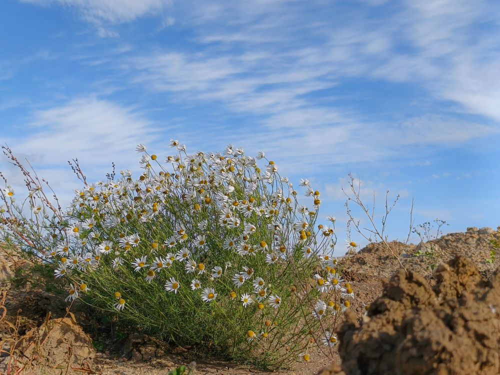Photograph by Светлана Кондрашова