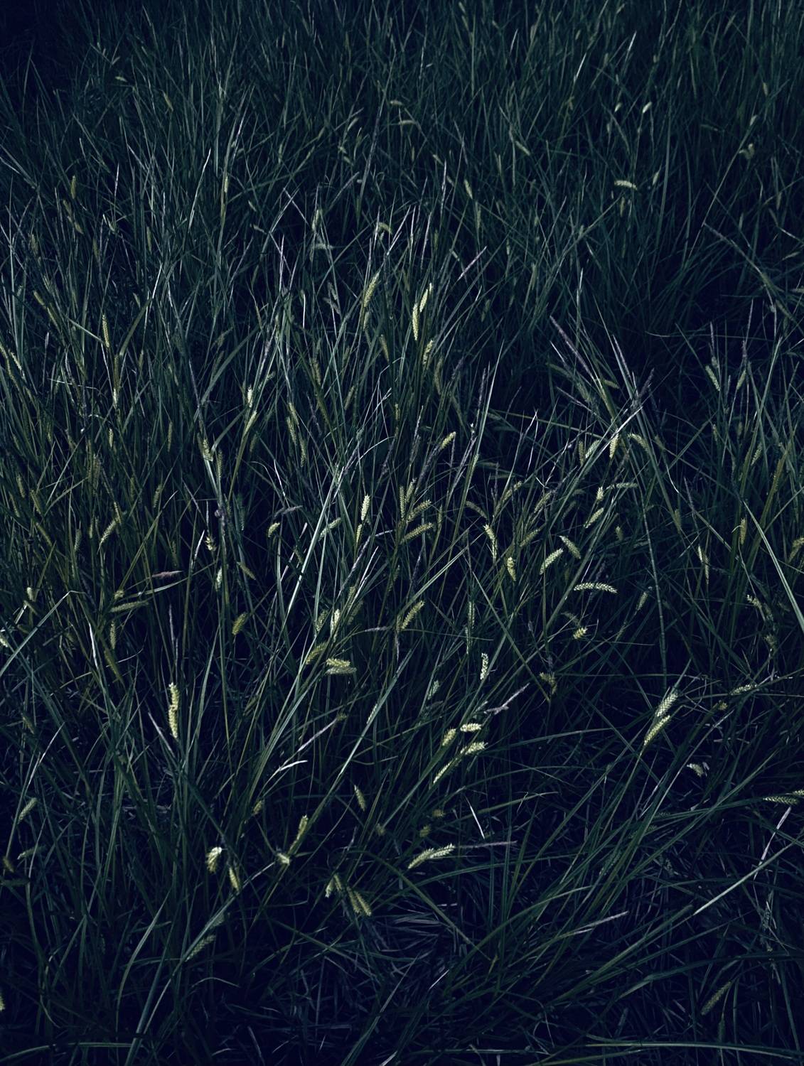 Фотография #13162670