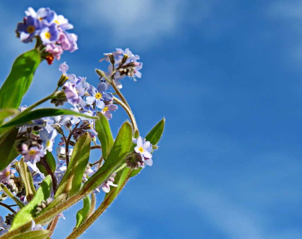 Forget-me-nots against a blue sky