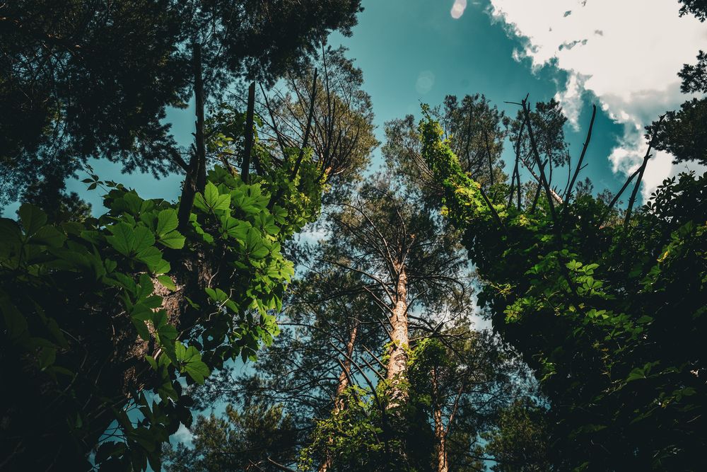 Фотография автора Алексей Парамзин