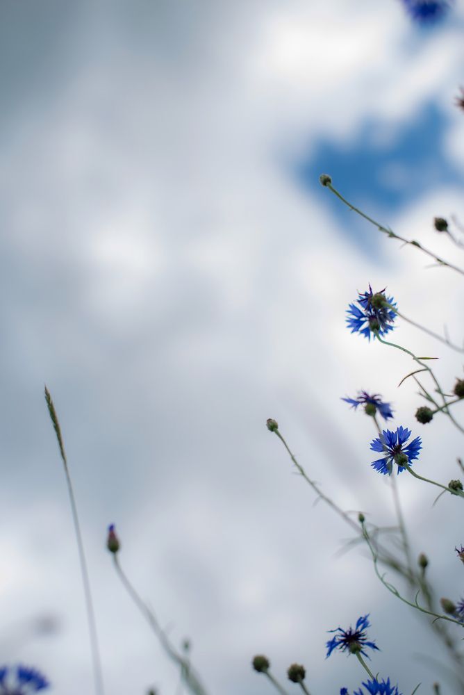 Photograph by Инна Комарова