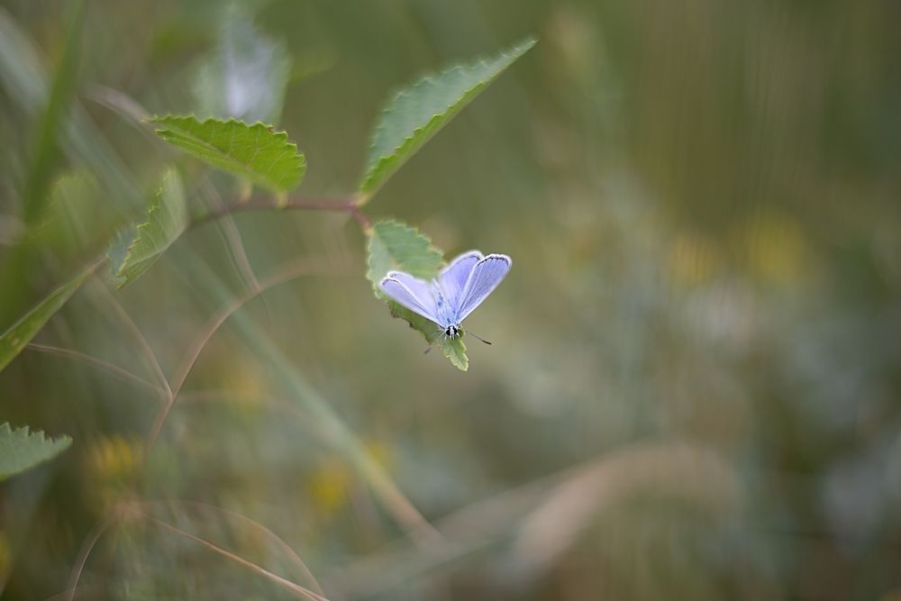 Photograph by Ирина