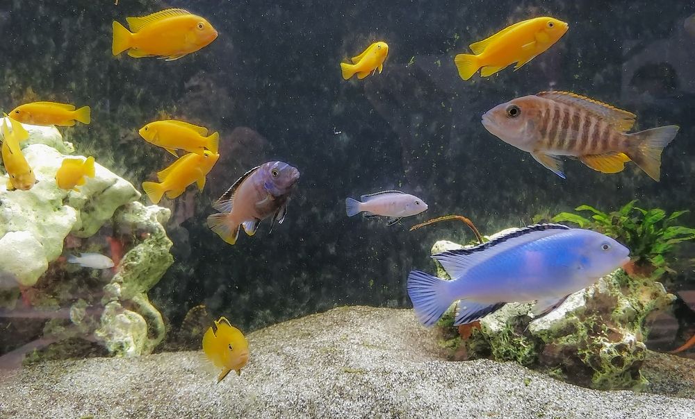 Cheerful fish in the aquarium