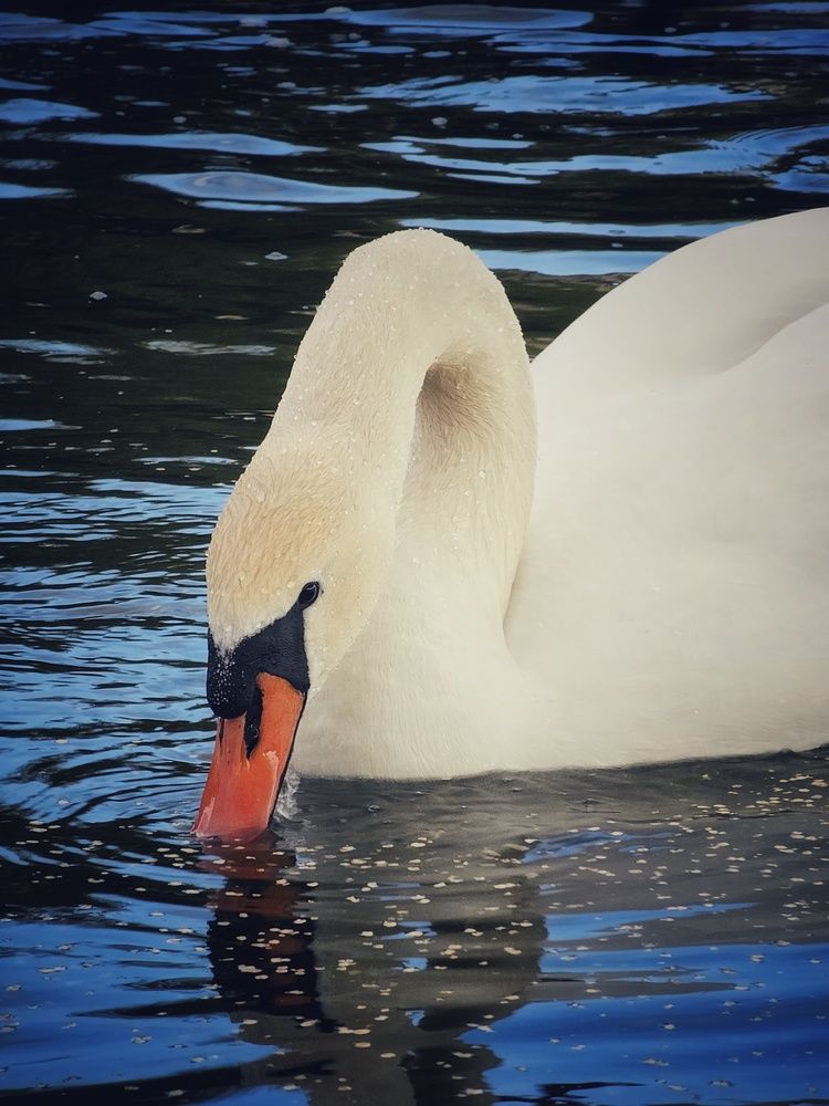 Фотография автора Елена Ямнюк