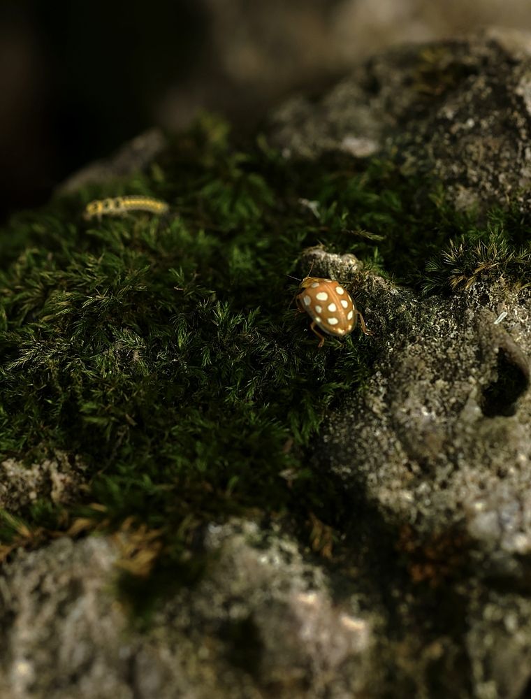 Photograph by Полина Сульженко
