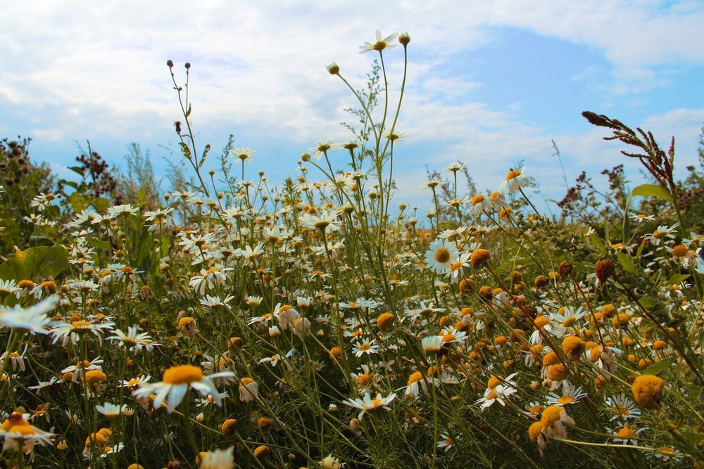 Фотография автора Игорь Герасимов