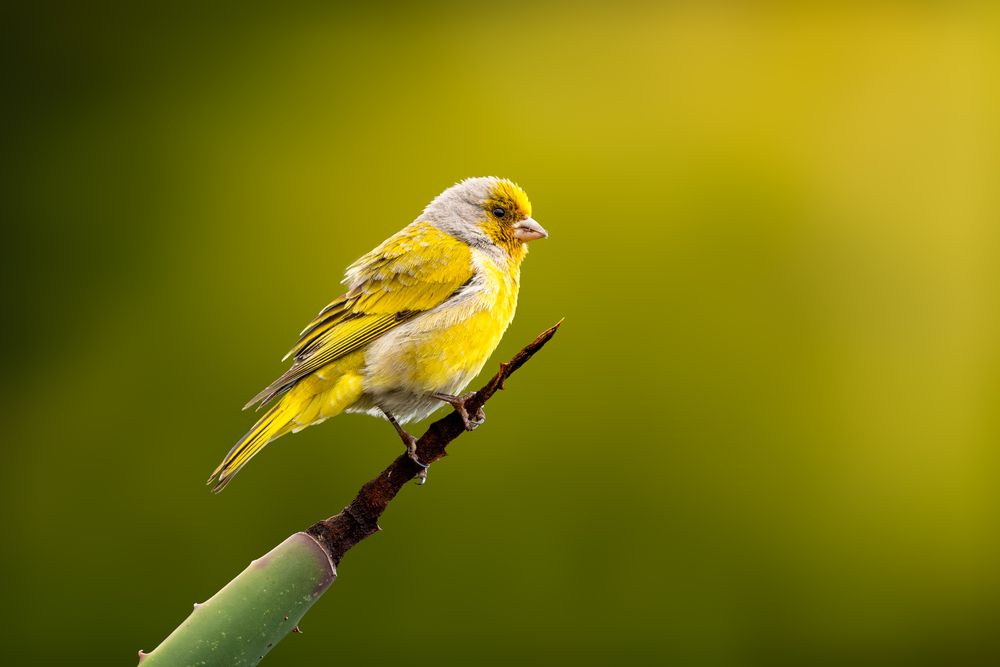 Photograph by Abdulrazzak M. Al Ali