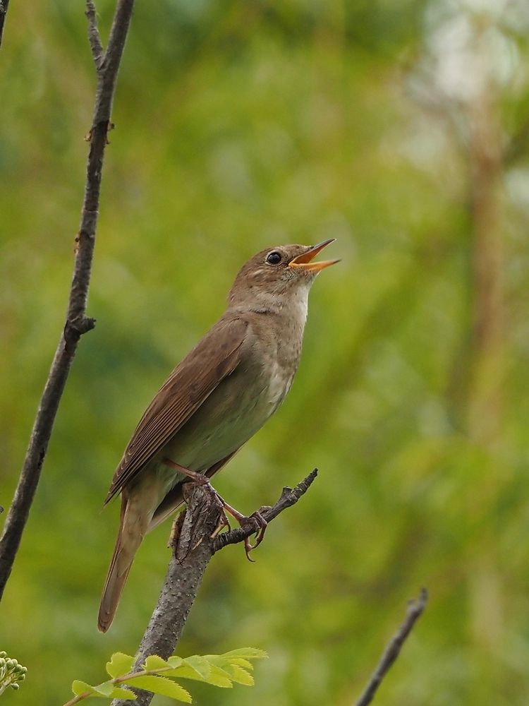 Photograph by Елена Синицына