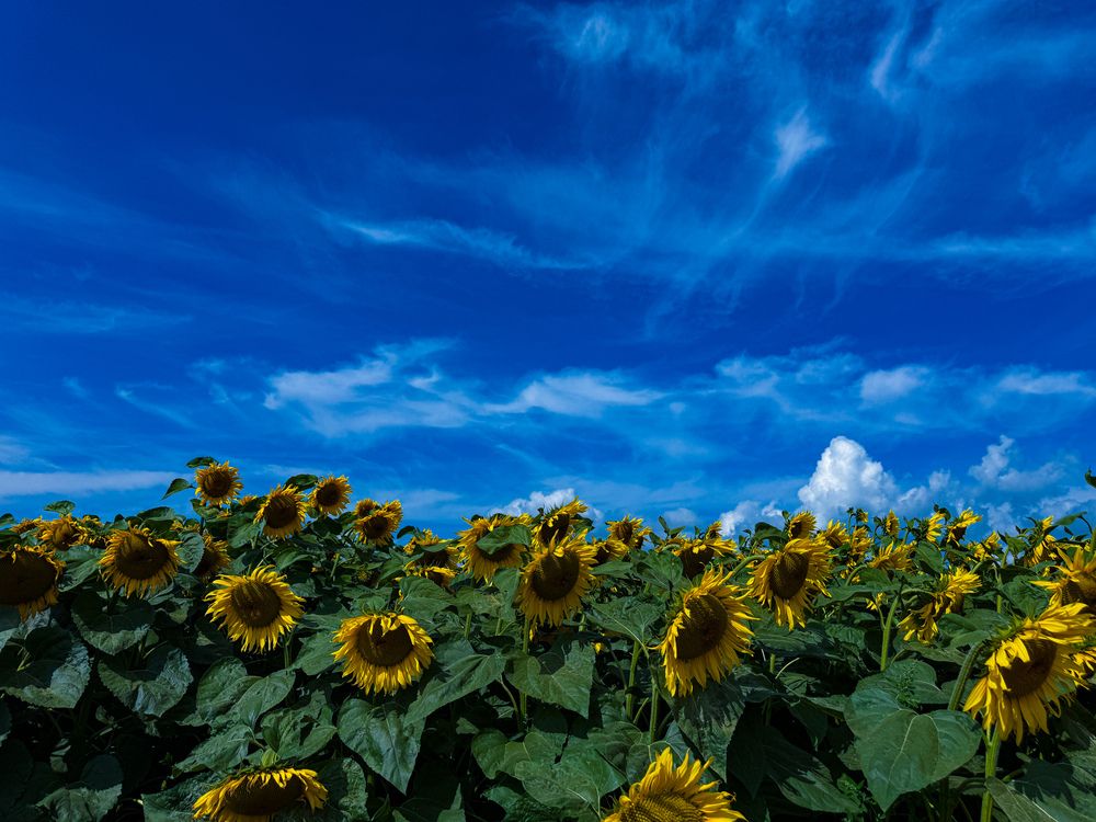 Фотография автора Елена Меньшикова