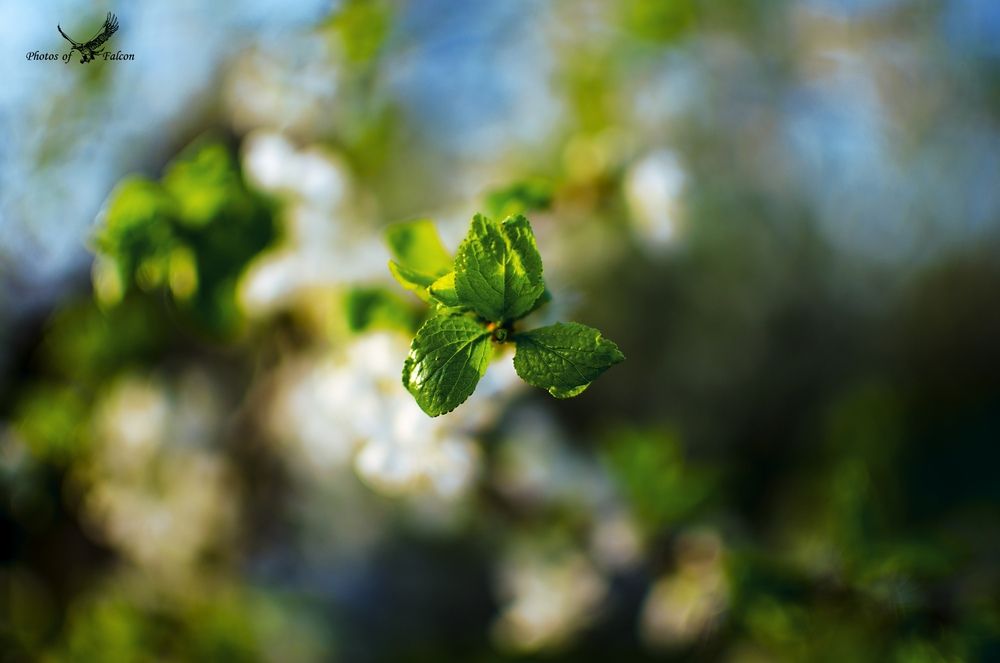 Photograph by Олег Соколов