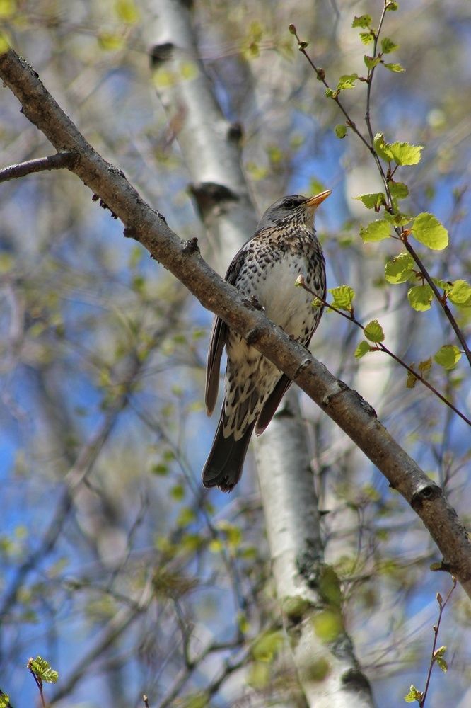 Фотография автора Тамара Караваева
