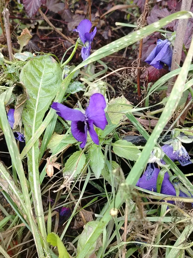 Photograph by Наталия