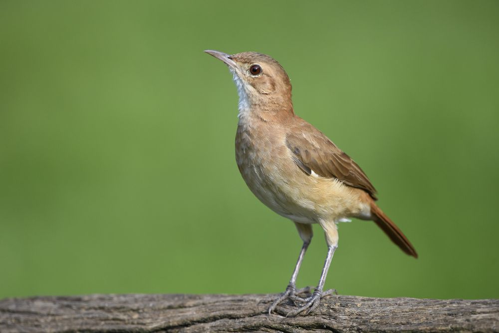 Beautiful bird looking.