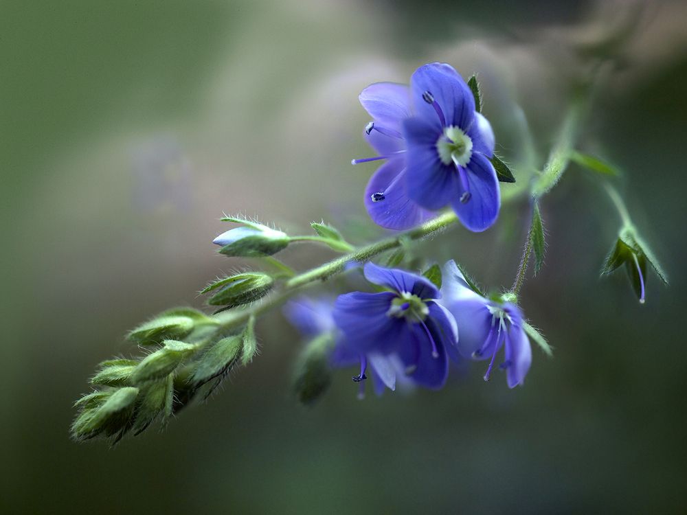 Фотография автора Мила Миронова