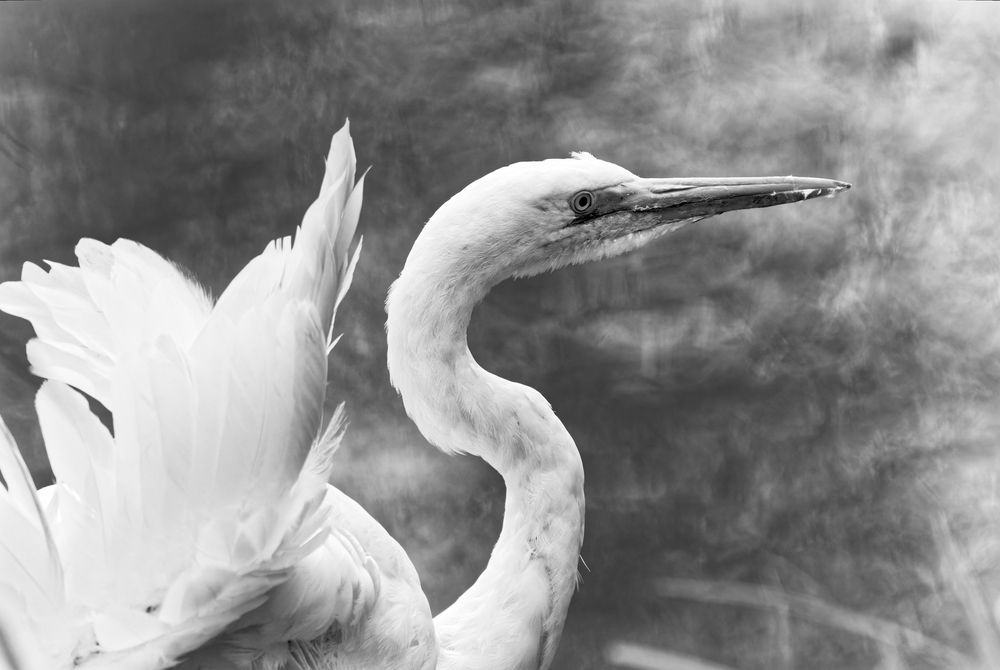 Photograph by Андрей Кореняк