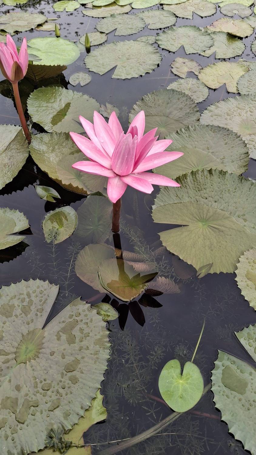 Stillness