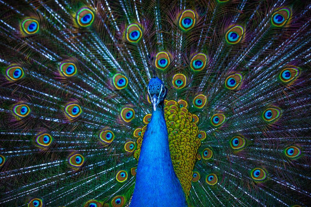 Photograph by Сергей Щёголев