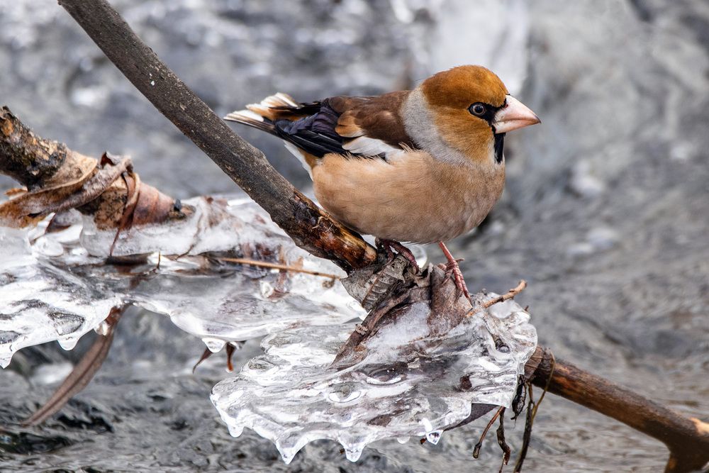 Photograph by Andrey Zaychenko