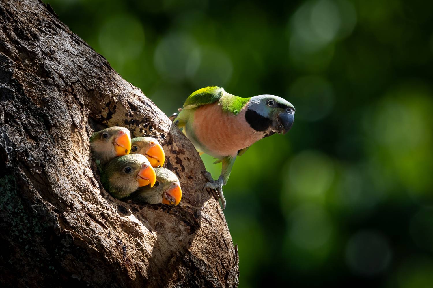 Nestled Parakeet Bird Family Nestled Parakeet Bird Family