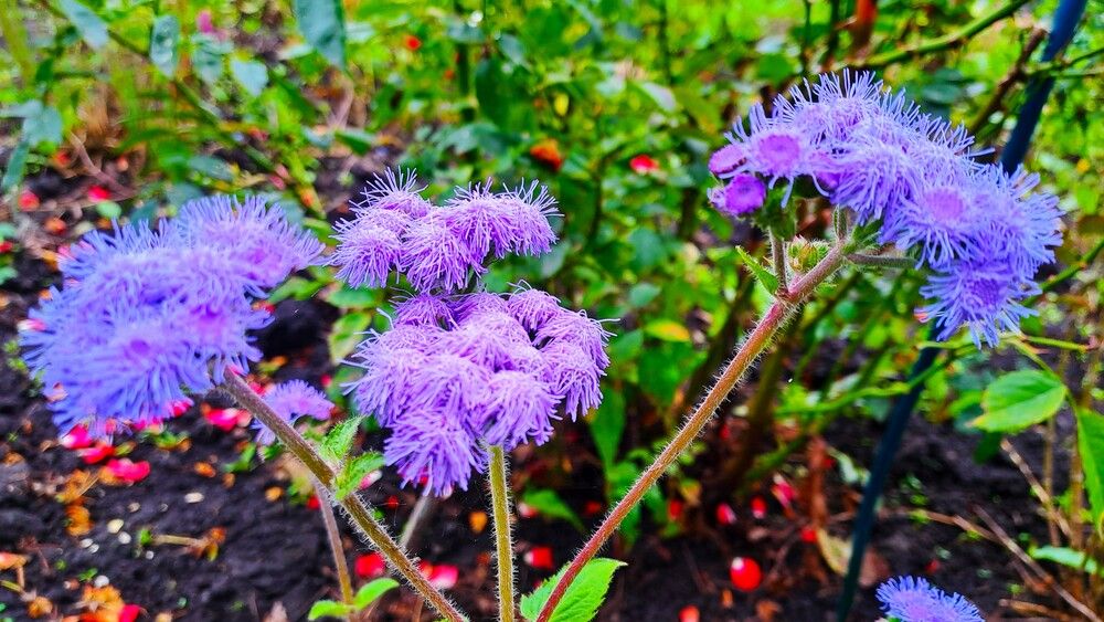 Photograph by Николай Худяков