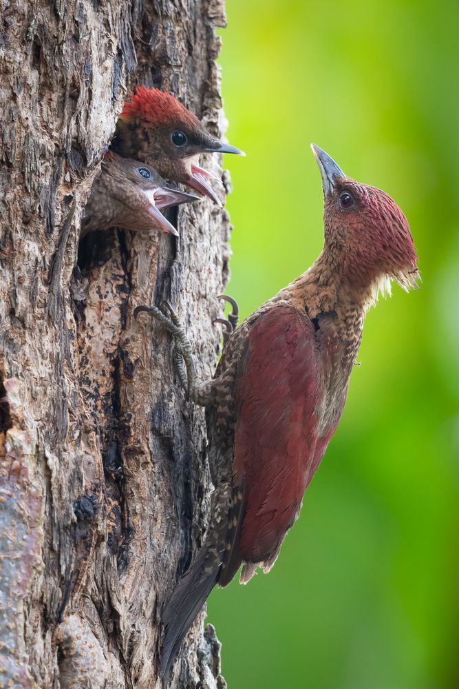 Bird Family Bonding ( Banded Woodpecker )