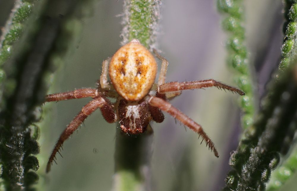 Crab spider