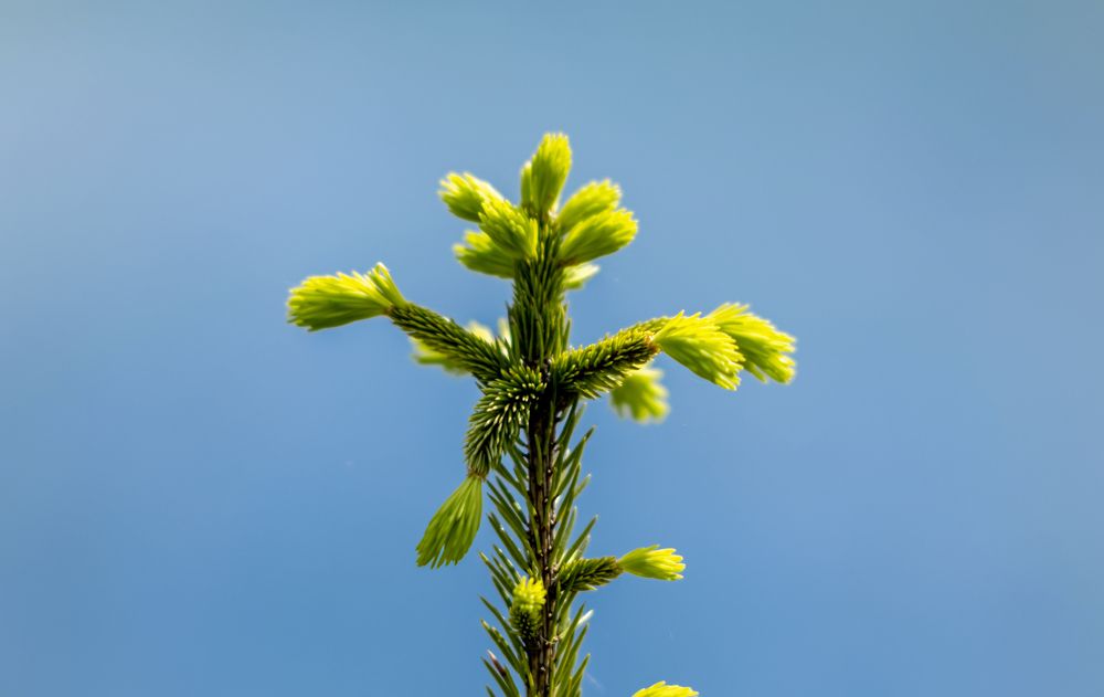 Молодая ель