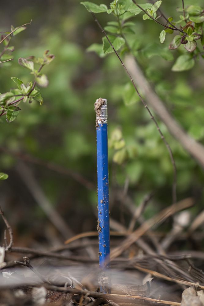 Фотография автора Доляна Горохова