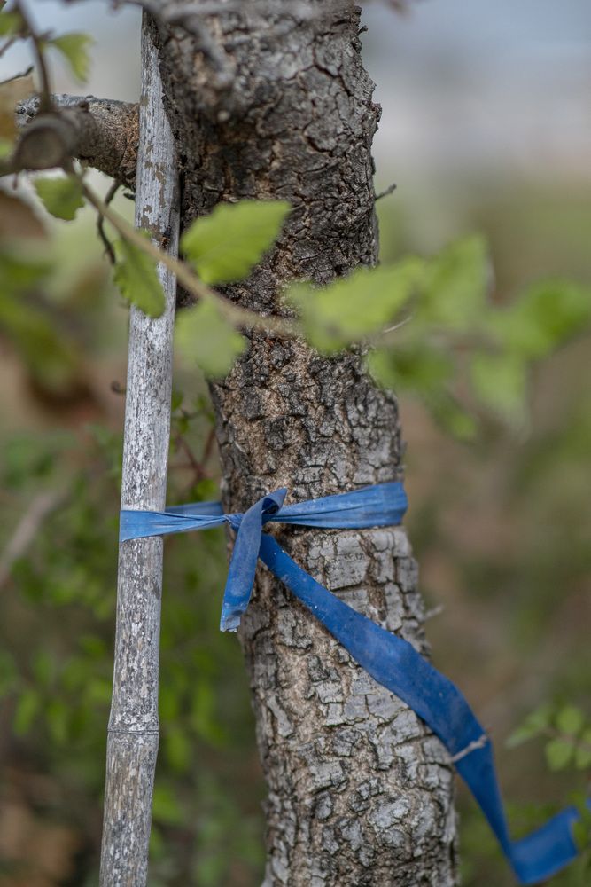 Фотография автора Доляна Горохова