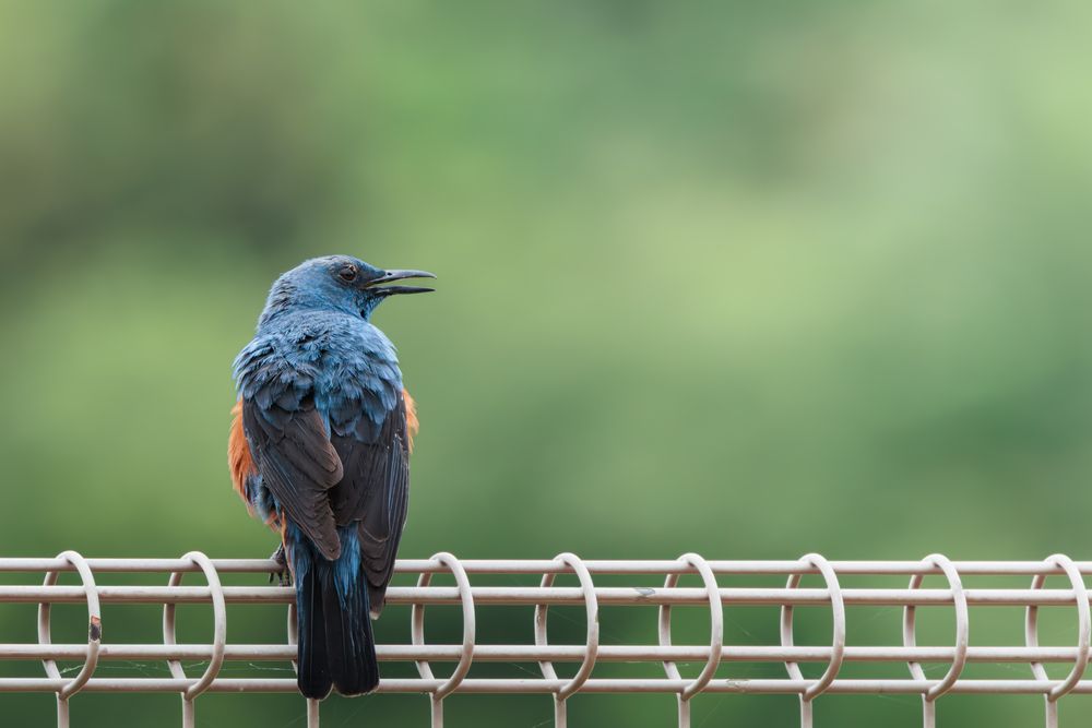 Photograph by KOHAGI