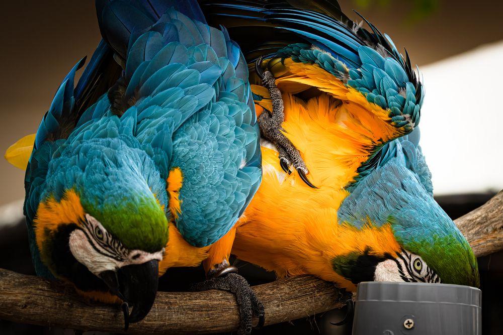 Photograph by KOHAGI