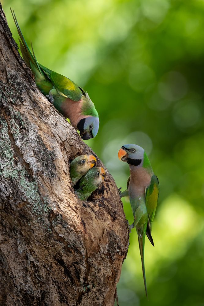 Parakeet Family Portrait
