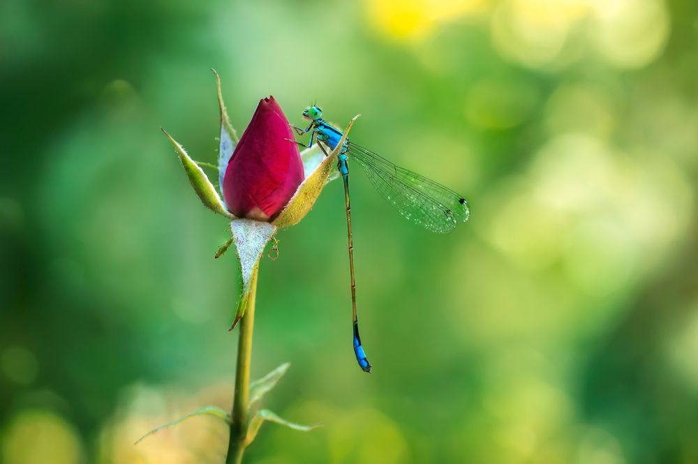 Photograph by Тараненко Анжелика