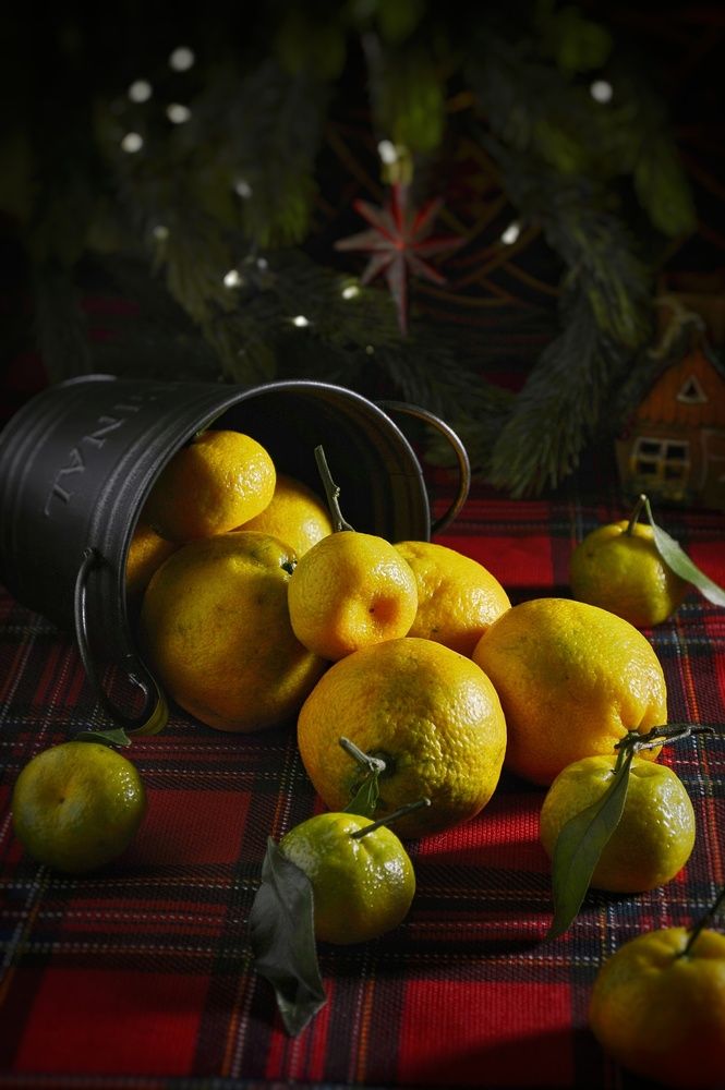 Фотография автора Оксана Шенина