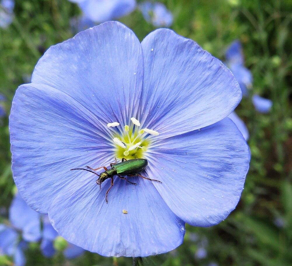 Зеленый жучок на синем льне