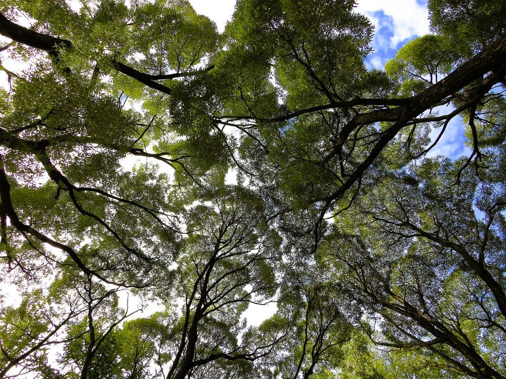 Зеленая графика