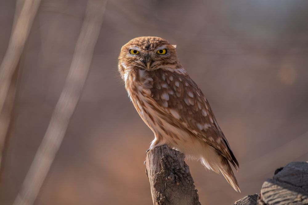 Photograph by Mahdi Reihani Bozorg