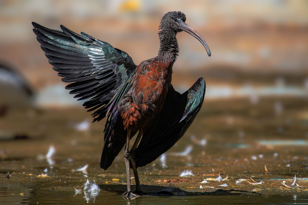 Photograph by Mahdi Reihani Bozorg