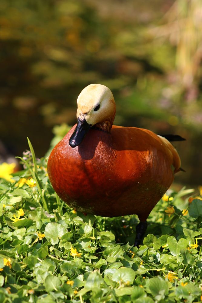 Photograph by Светлана Шуткова