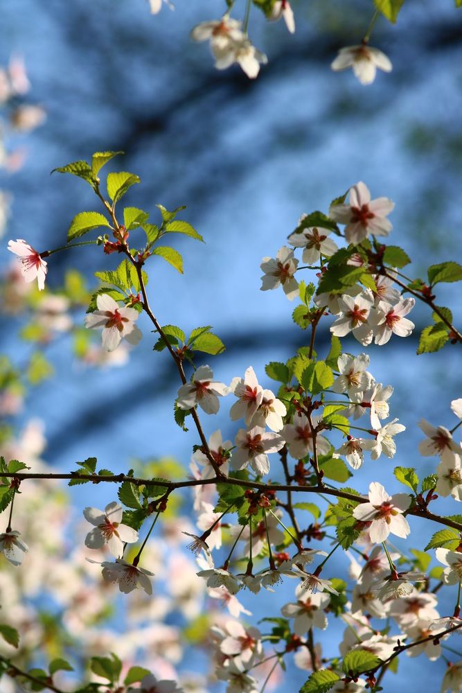 Photograph by Светлана Шуткова